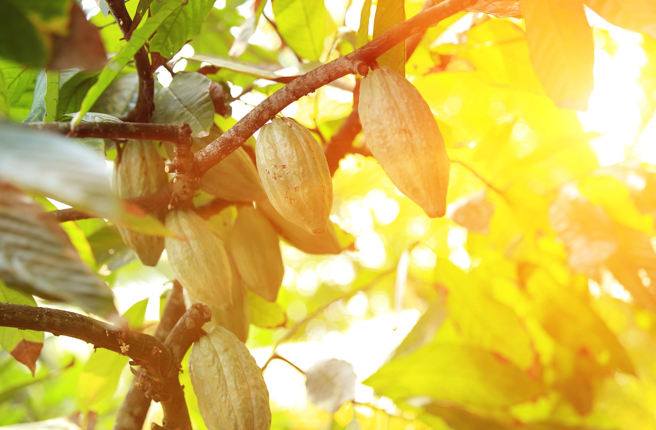 Will cocoa prices remain low?
