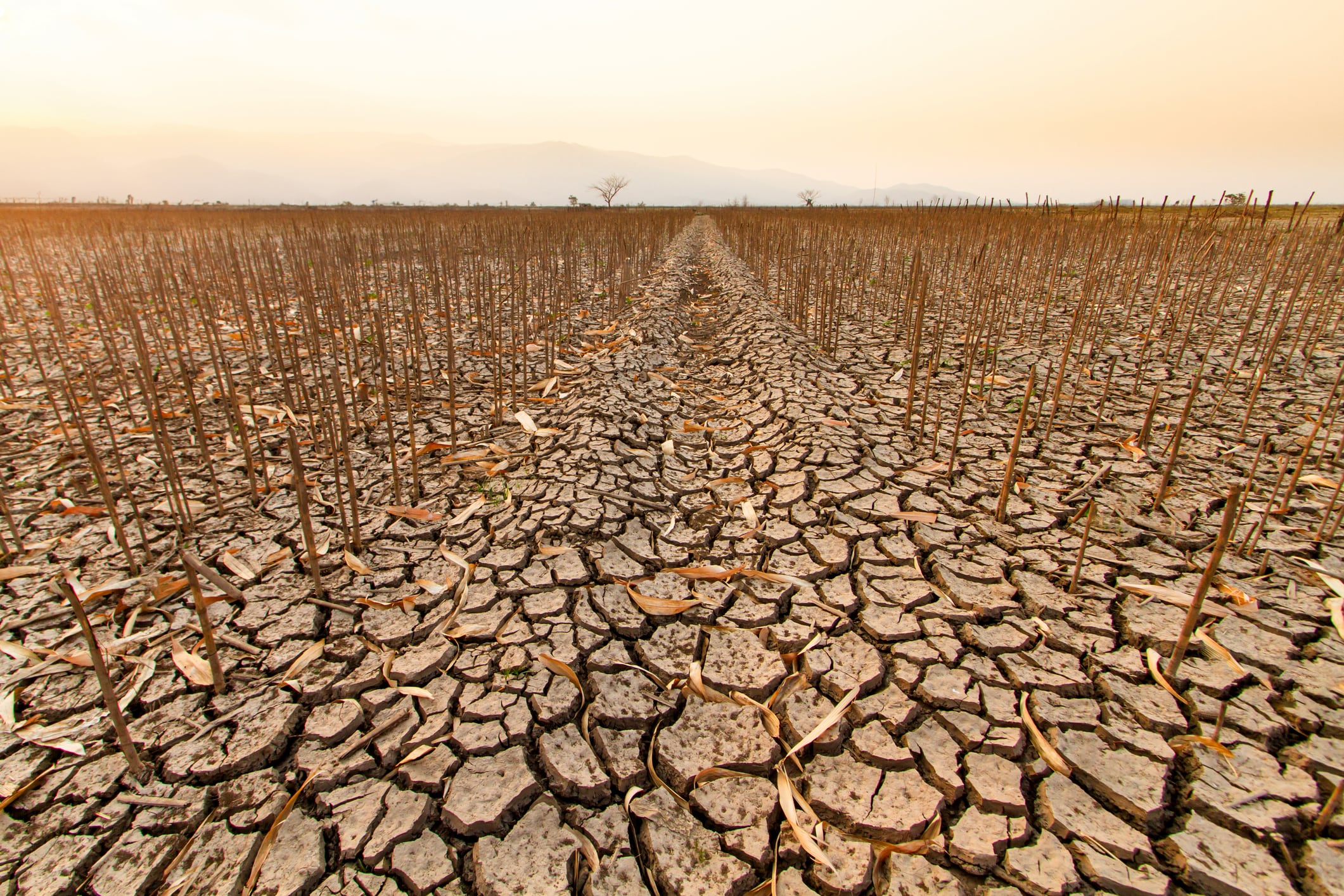 Crops at risk: How F&B can respond