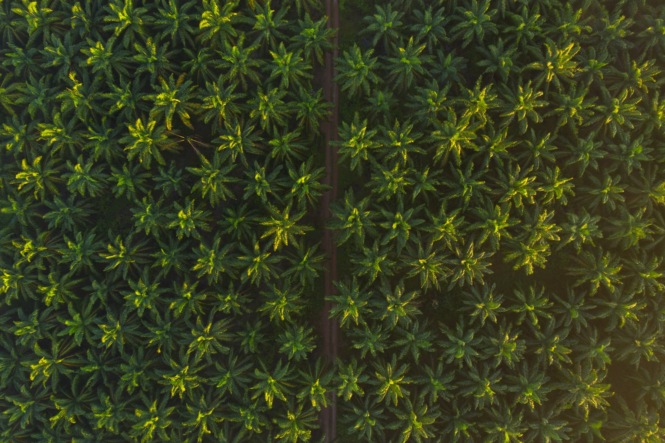 The race to replace palm oil: Who’s ahead?